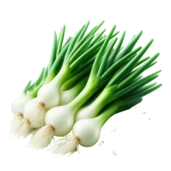 Botte de Cebette (à la pièce)