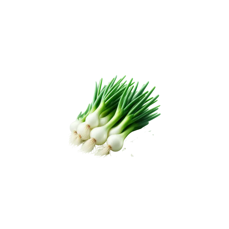 Botte de Cebette (à la pièce)