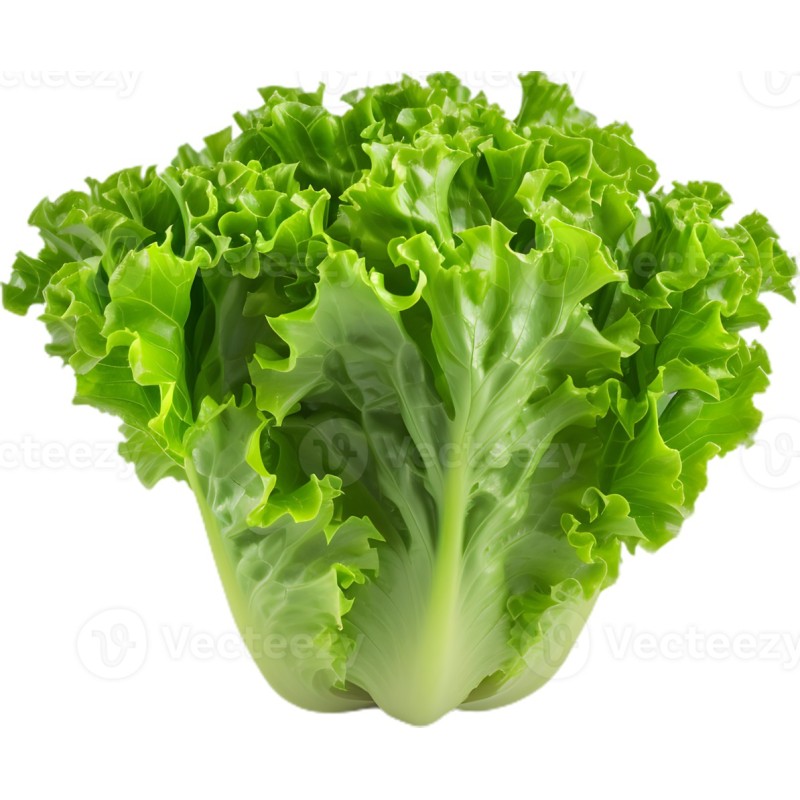salade (pièce)