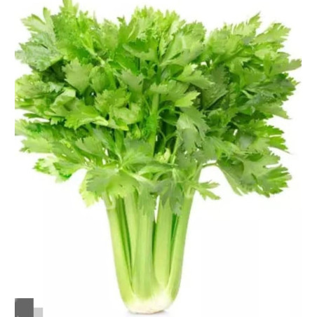 céleri branche au kg